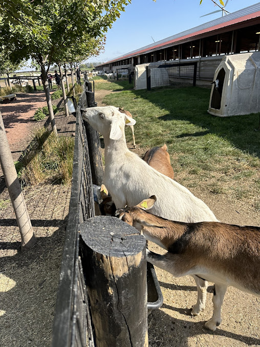 Photo Laclare Family Creamery - 9