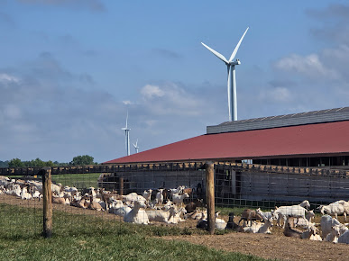 Photo Laclare Family Creamery - 11