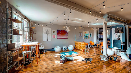 Photo Mac Tabby Cat Cafe - 0