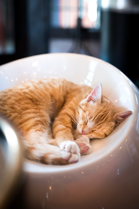 Photo Mac Tabby Cat Cafe - 1