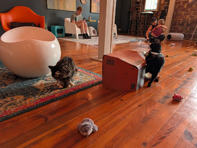 Photo Mac Tabby Cat Cafe - 10