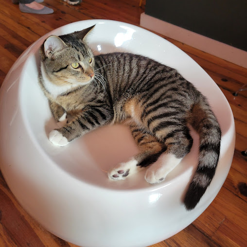 Photo Mac Tabby Cat Cafe - 11