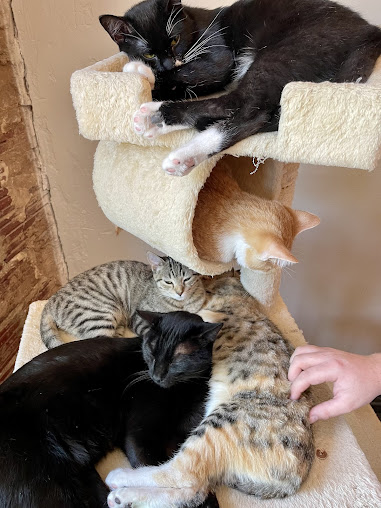 Photo Mac Tabby Cat Cafe - 14