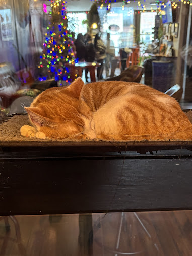 Photo Mac Tabby Cat Cafe - 15