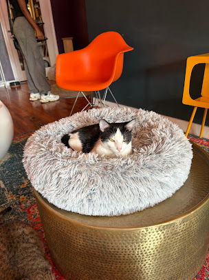Photo Mac Tabby Cat Cafe - 4
