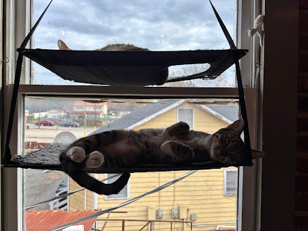 Photo Mac Tabby Cat Cafe - 7